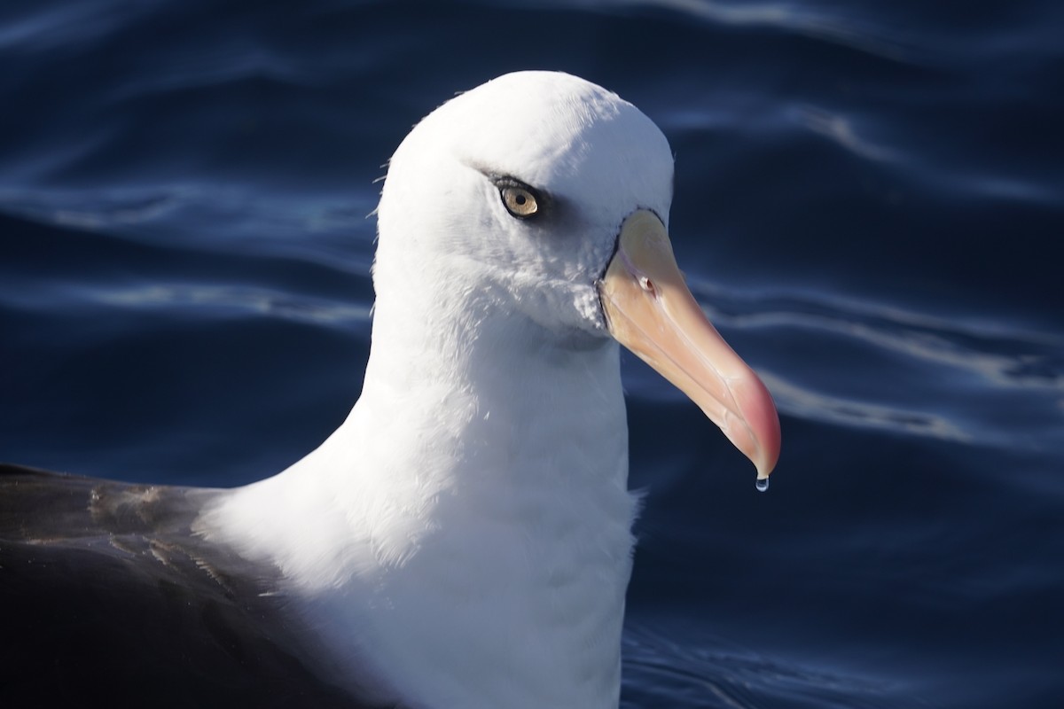 Black-browed Albatross (Campbell) - ML638507711