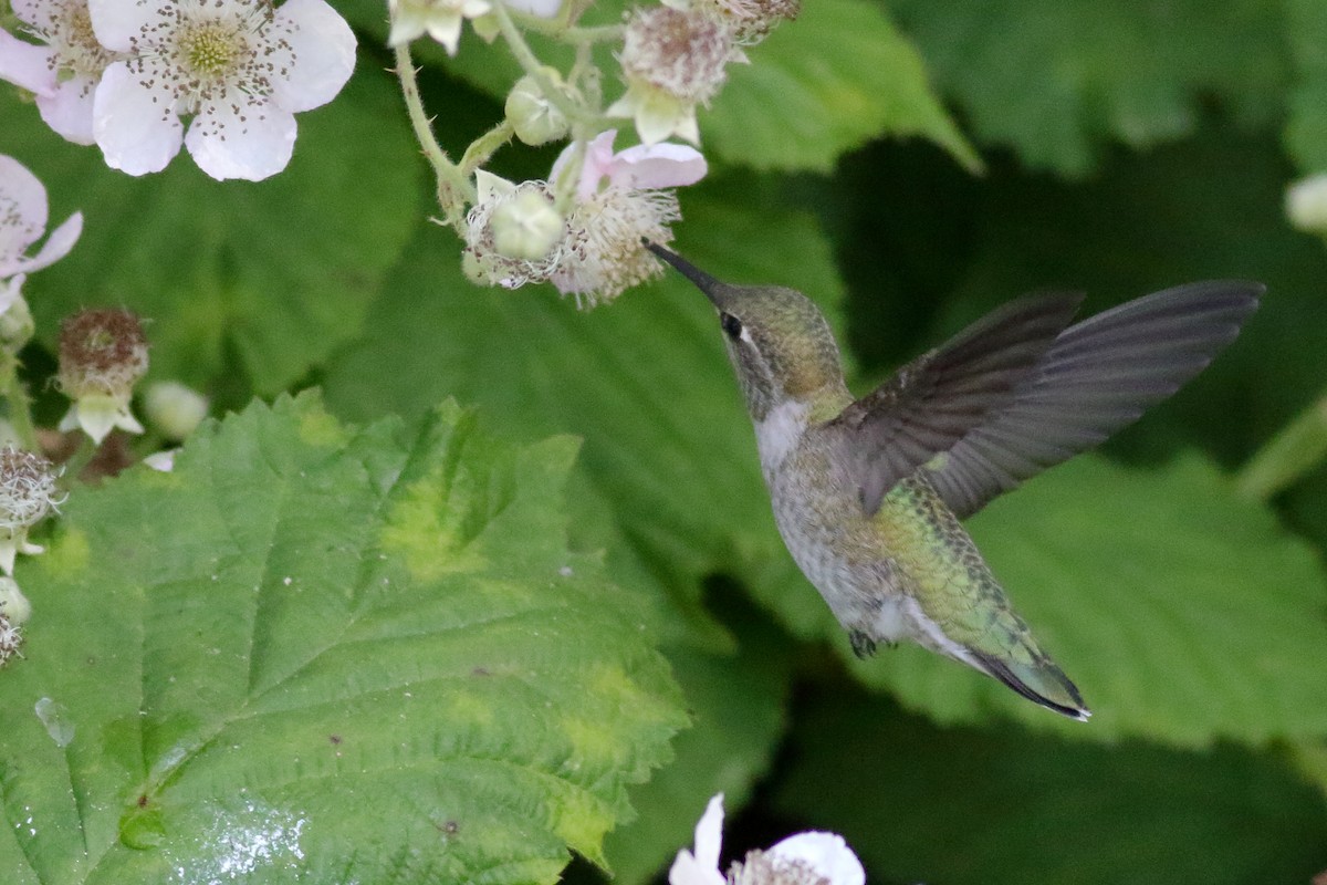 Anna's Hummingbird - ML638507714