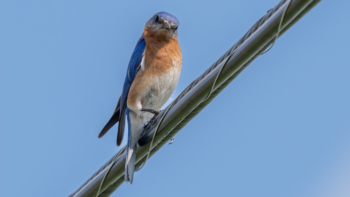 Eastern Bluebird - ML638507725