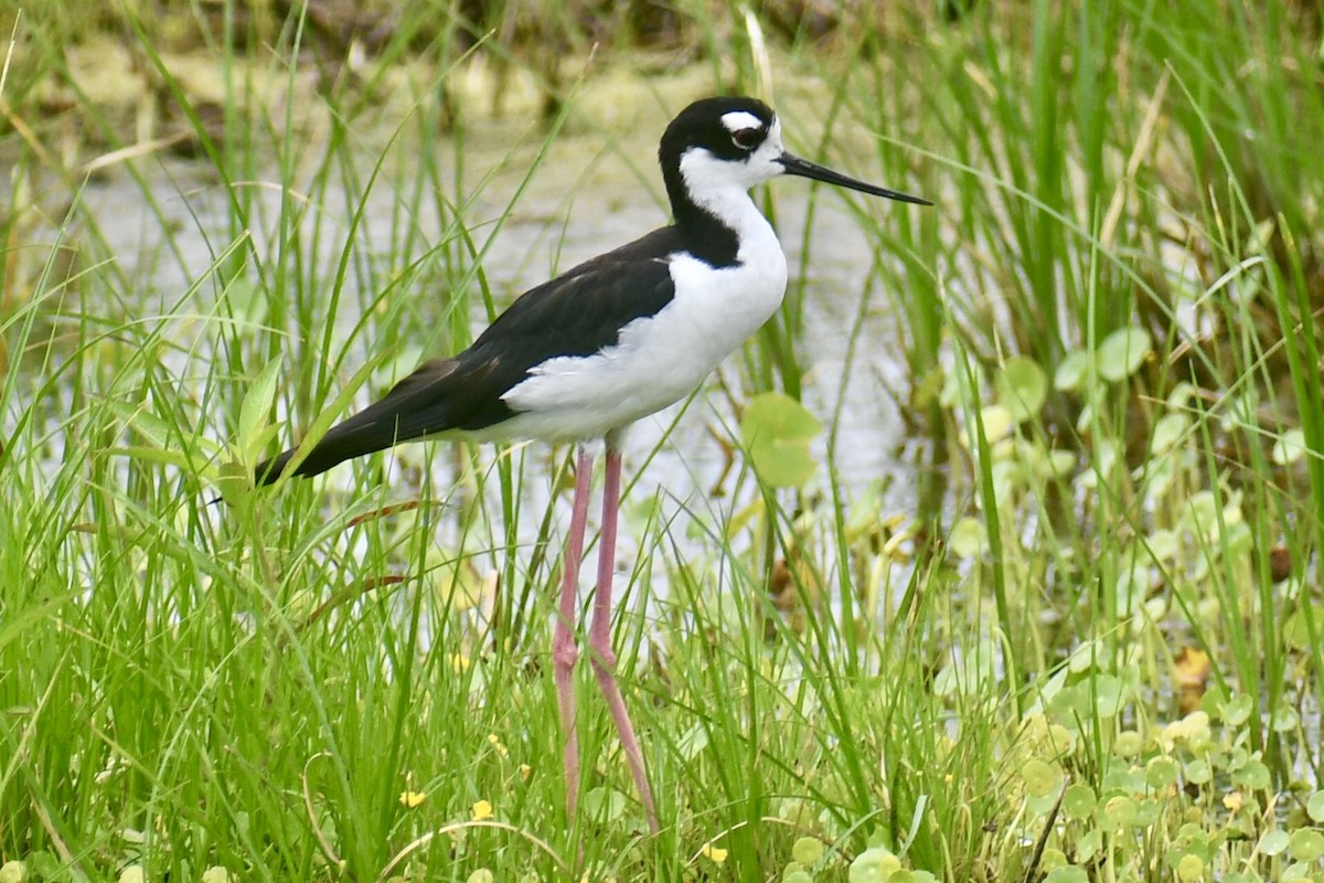 Black-necked Stilt - ML638507726