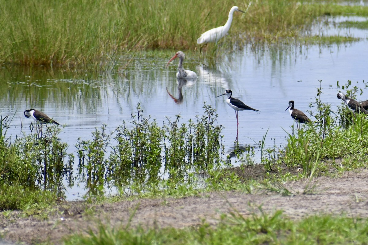Black-necked Stilt - ML638507727