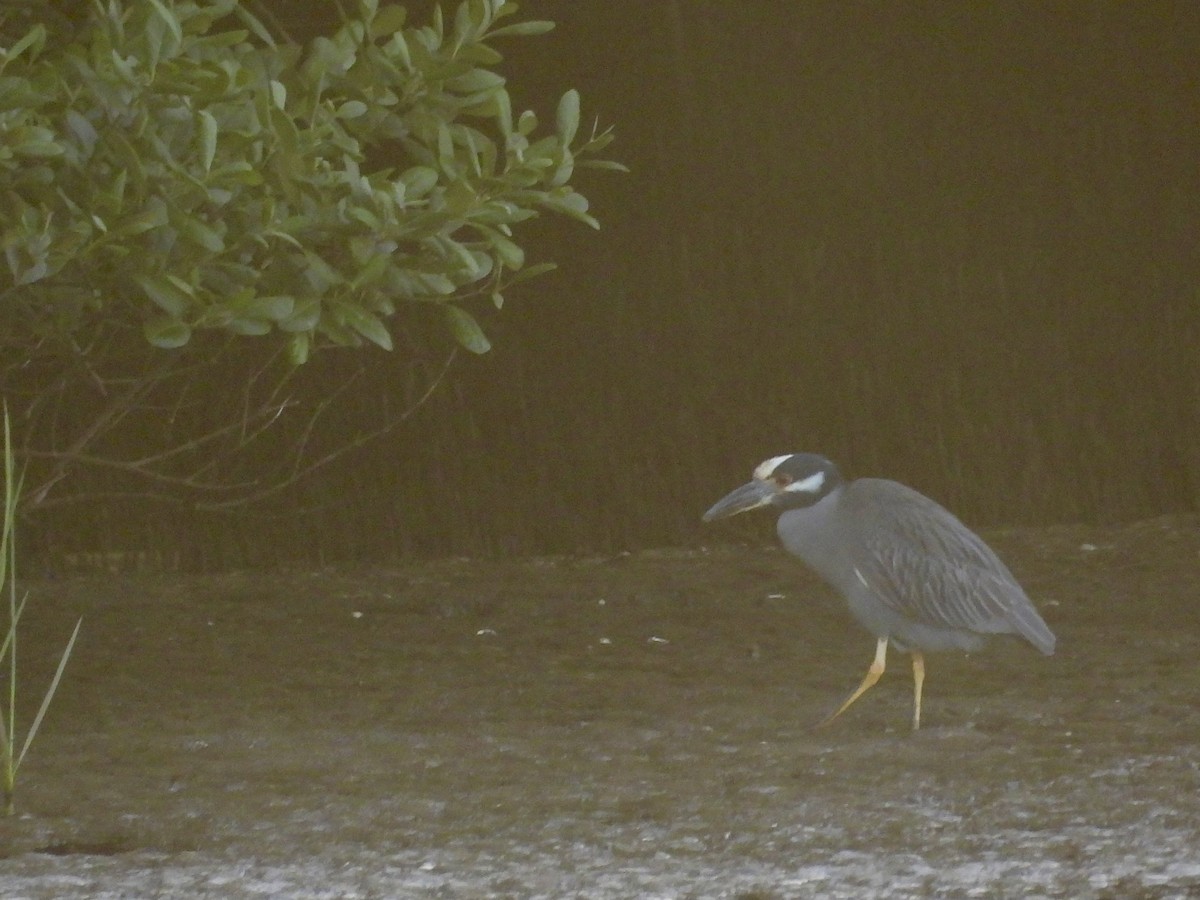 Yellow-crowned Night Heron - ML638507738