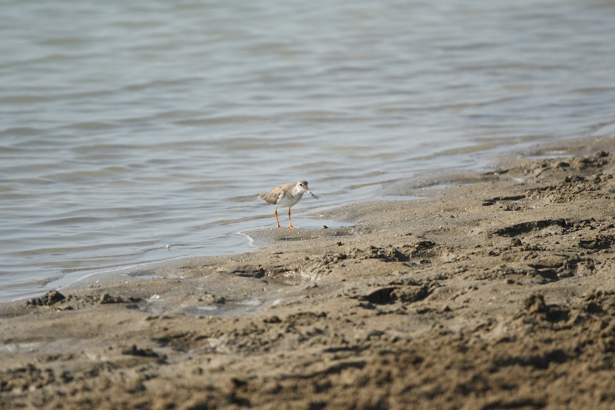 Terek Sandpiper - ML638507752