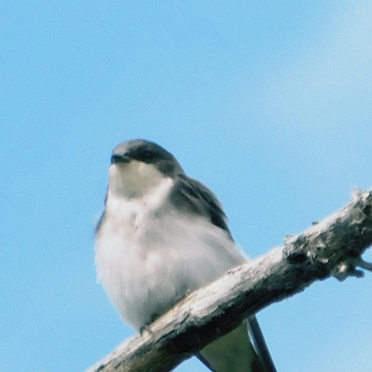 Tree Swallow - ML638507758