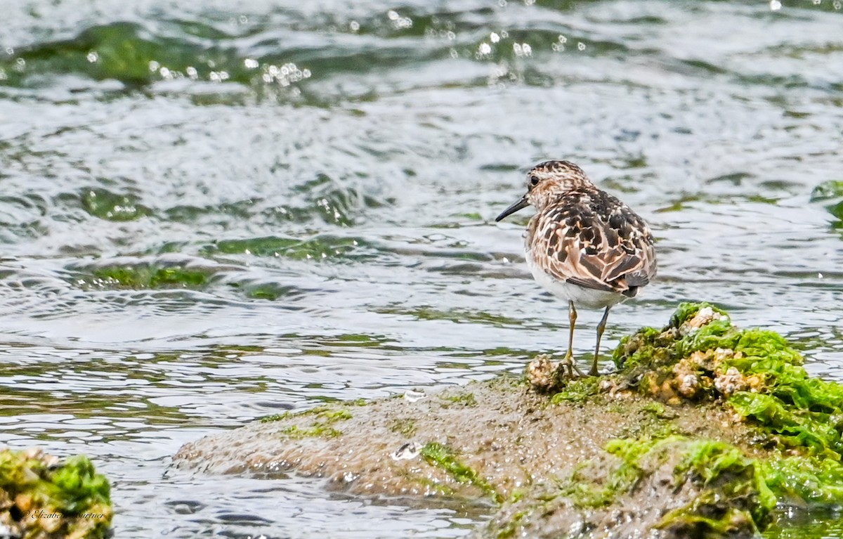 Least Sandpiper - ML638507760