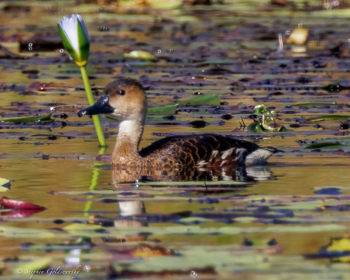 Wandering Whistling-Duck - ML638507774