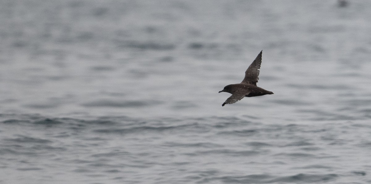 Puffin fuligineux - ML638507778