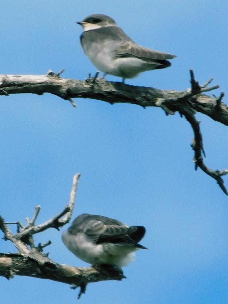 Tree Swallow - ML638507779