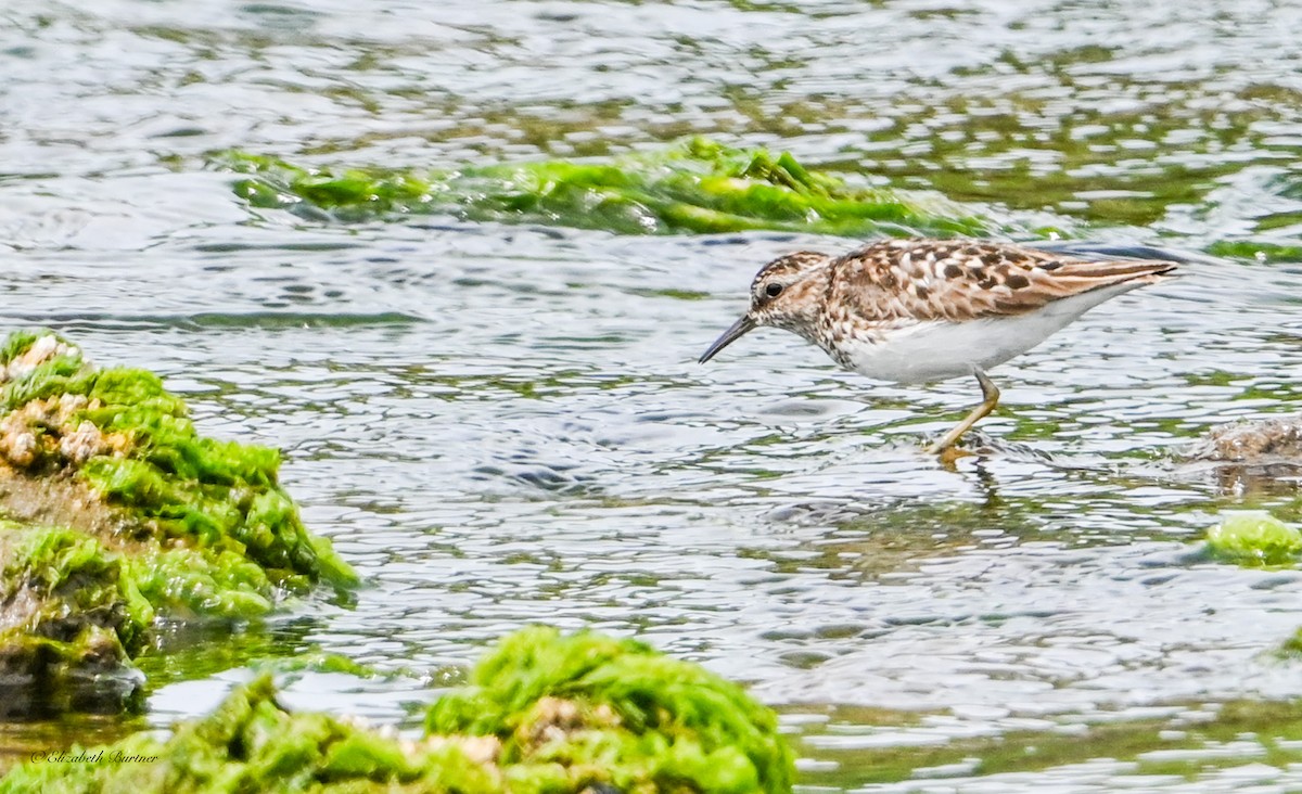 Least Sandpiper - ML638507781