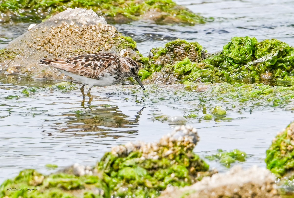 Least Sandpiper - ML638507782