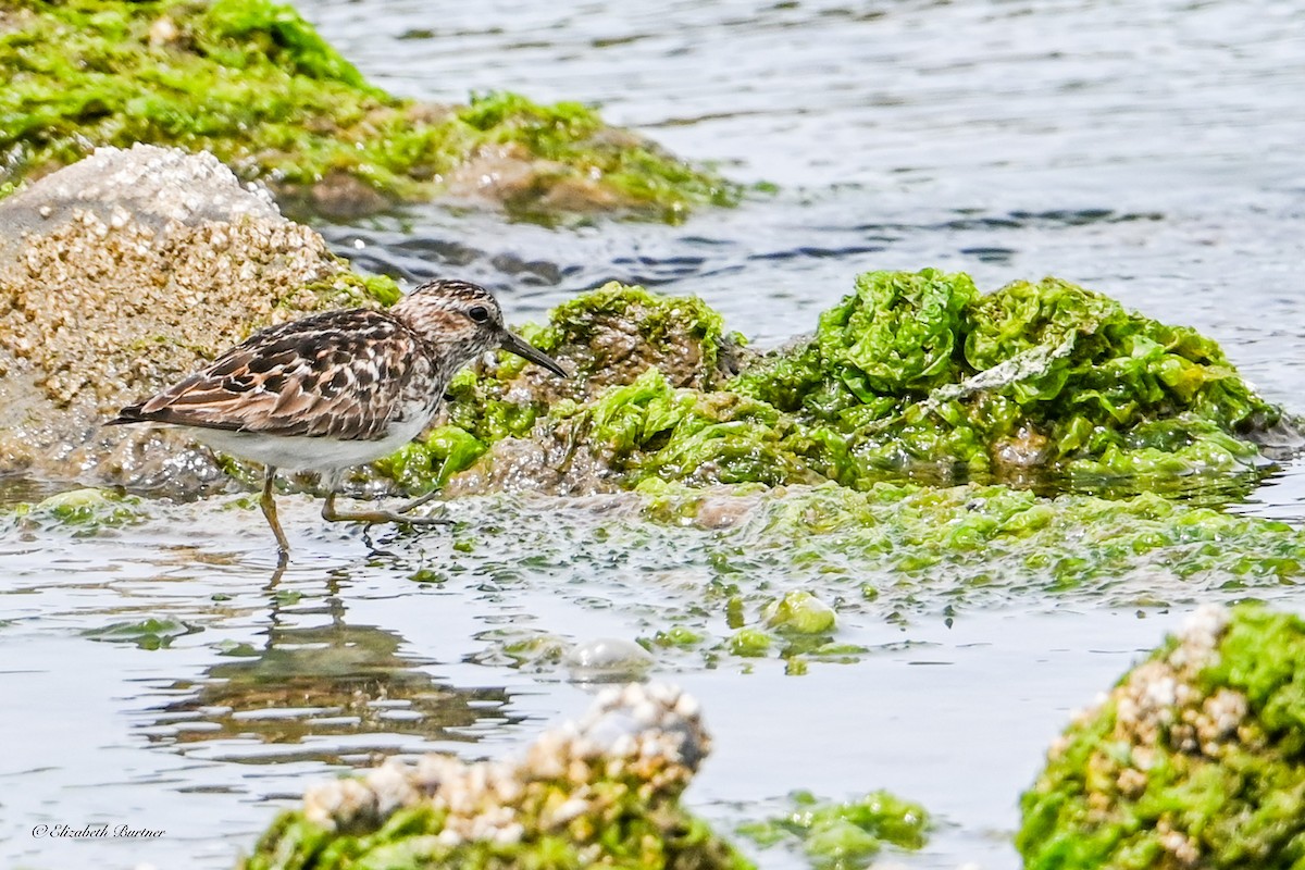 Least Sandpiper - ML638507783