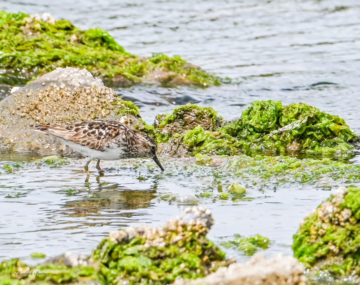 Least Sandpiper - ML638507784