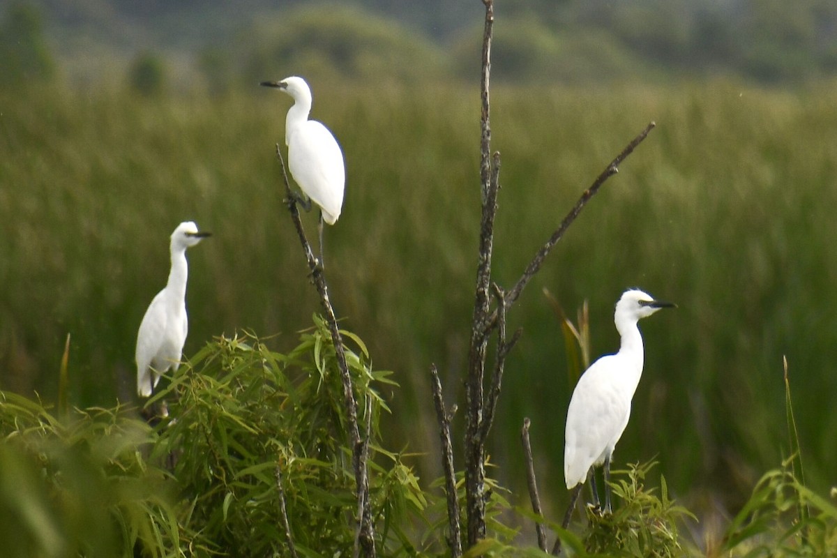 Western Cattle-Egret - ML638507787