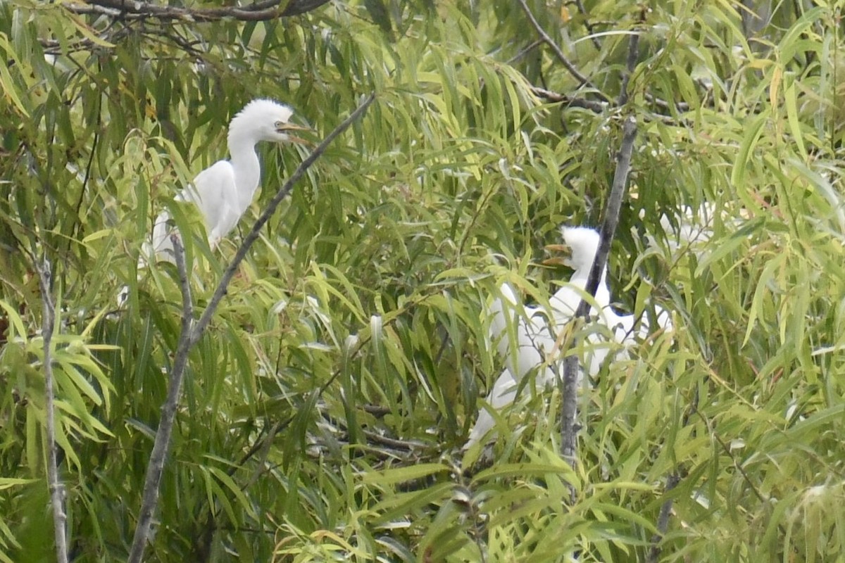 Western Cattle-Egret - ML638507788