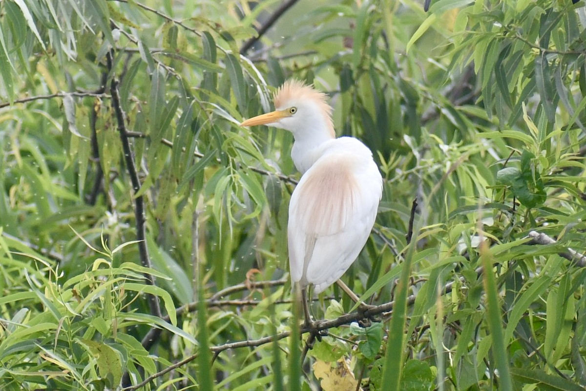 Western Cattle-Egret - ML638507789