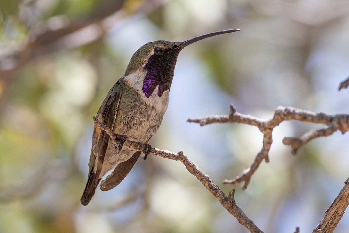 Lucifer Hummingbird - ML638507790