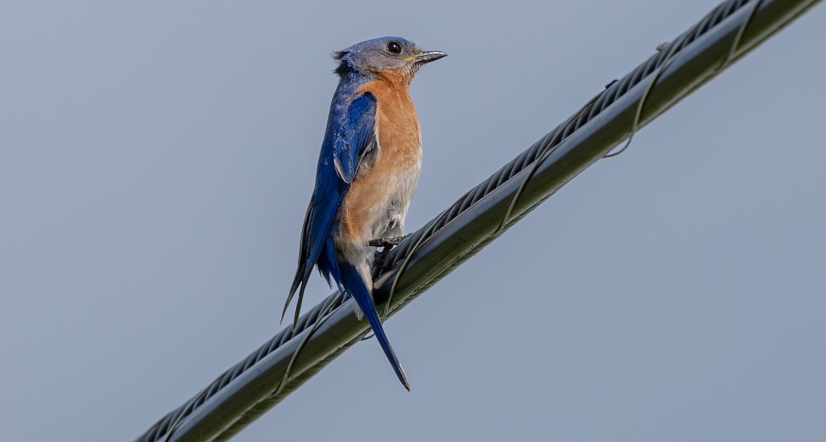Eastern Bluebird - ML638507791