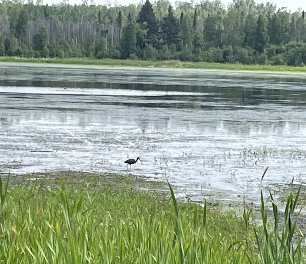 White-faced Ibis - ML638507793