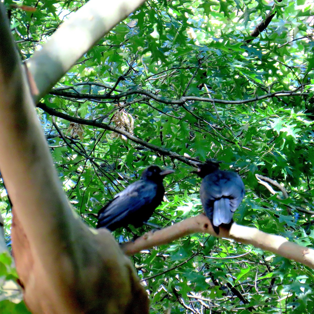 American Crow - ML638507794