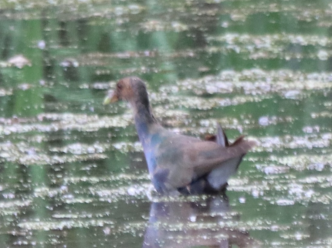 Purple Gallinule - ML638507795