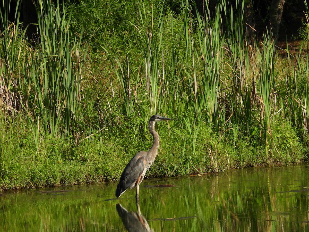 Great Blue Heron - ML638507796