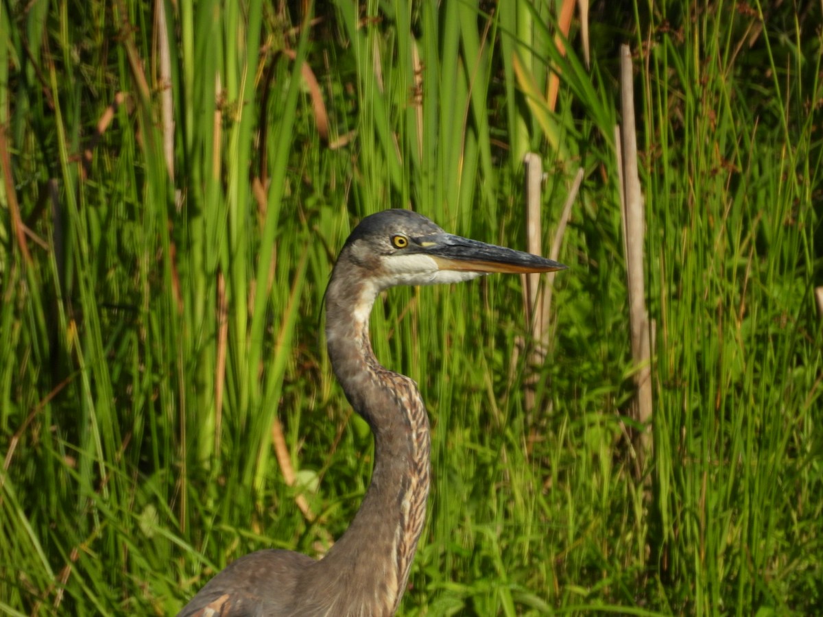 Great Blue Heron - ML638507797
