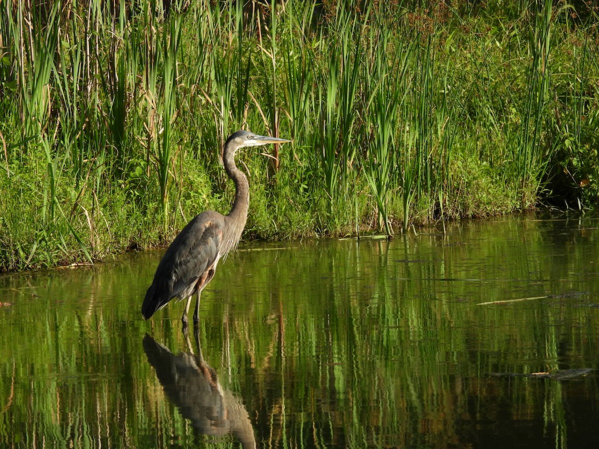 Great Blue Heron - ML638507798