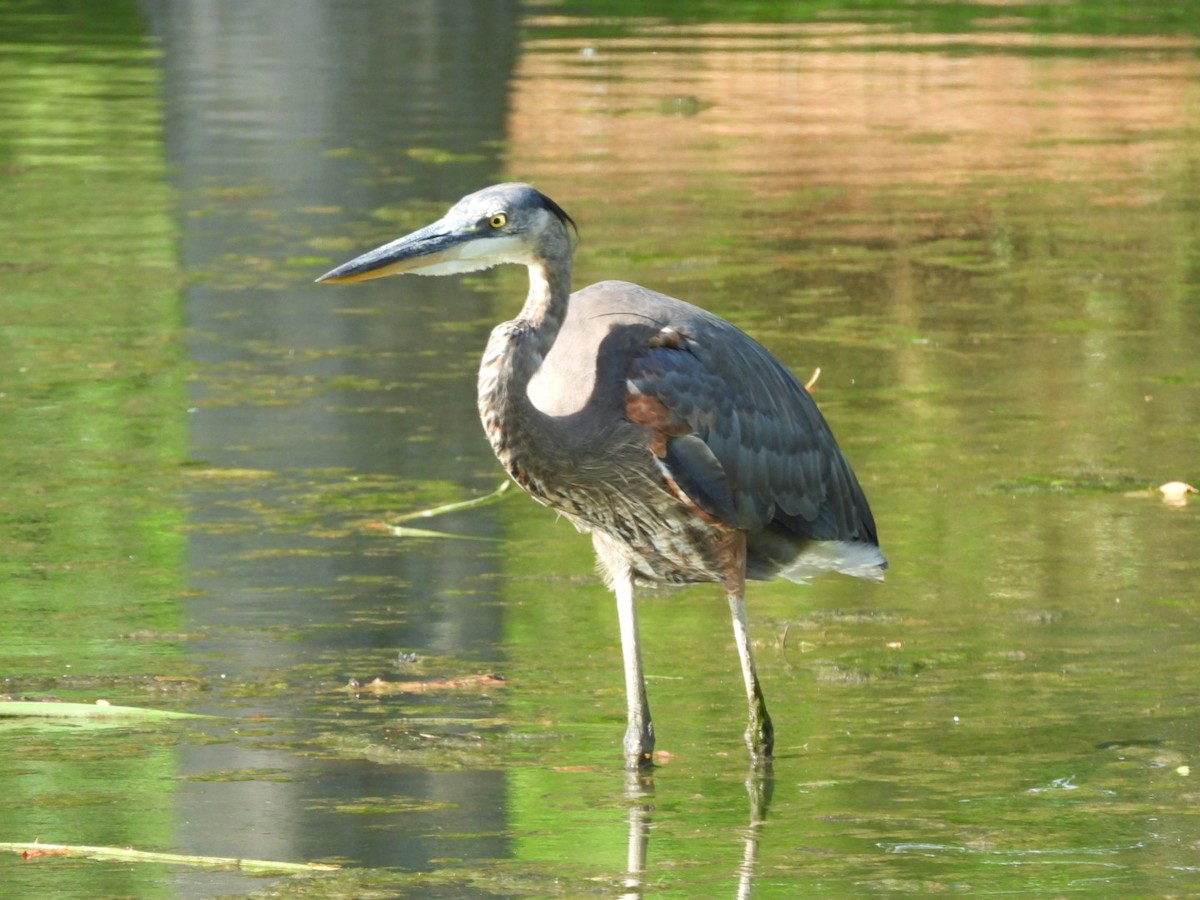 Great Blue Heron - ML638507799