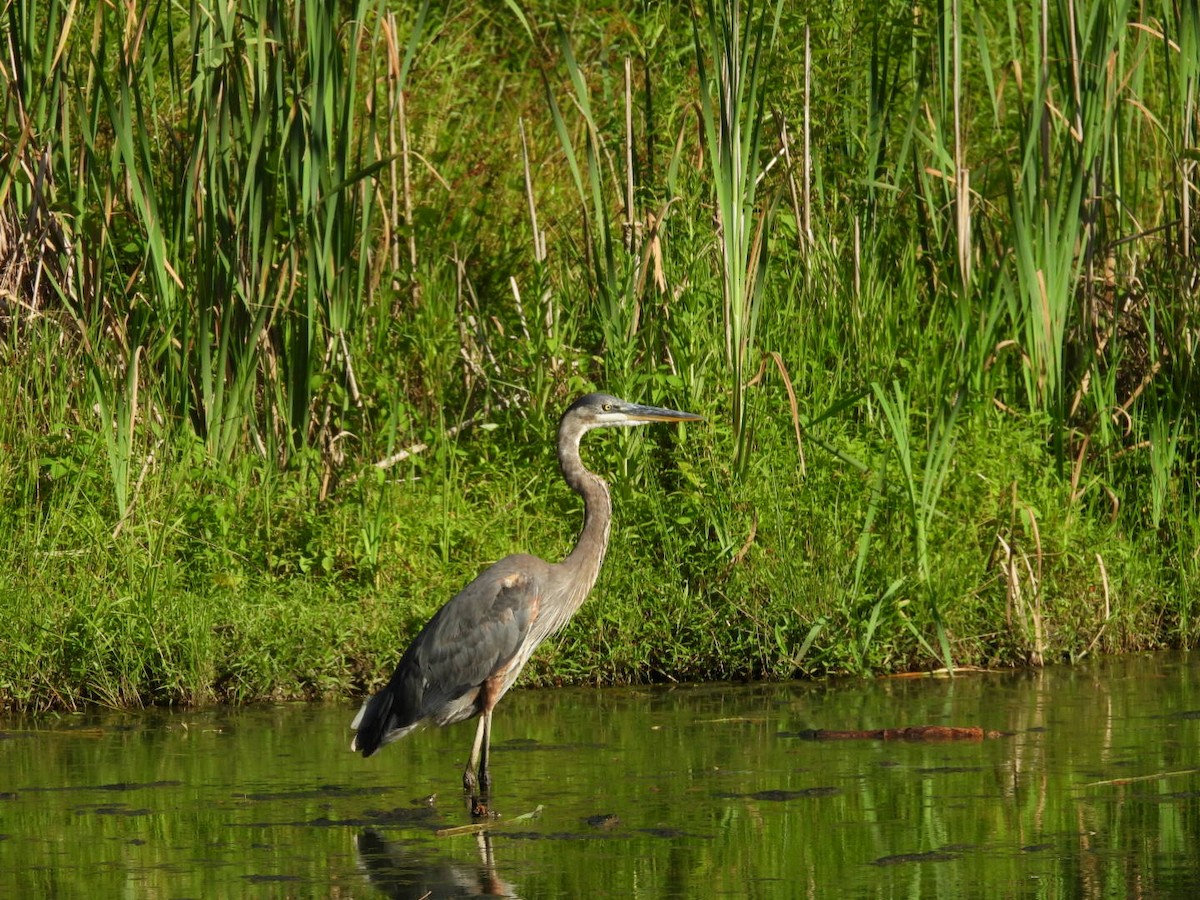 Great Blue Heron - ML638507800