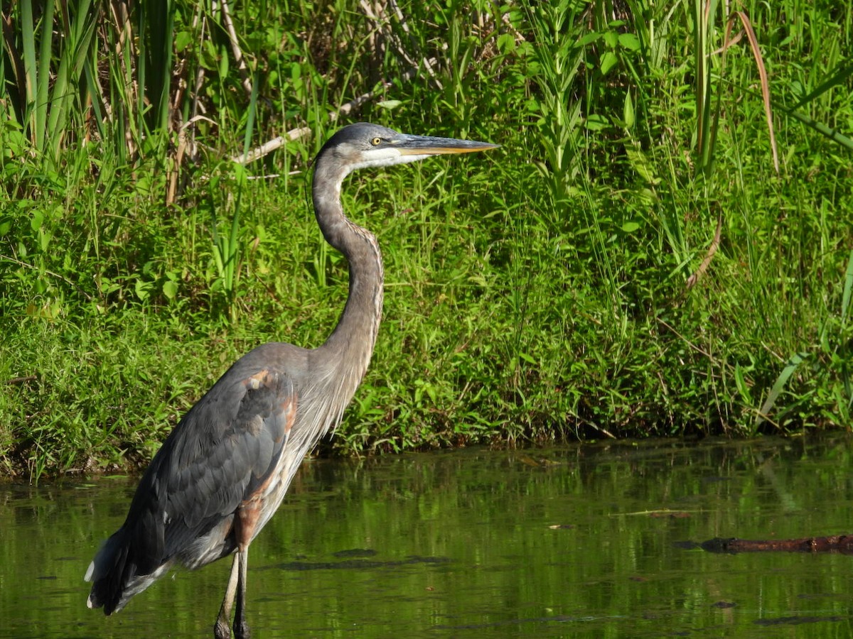 Great Blue Heron - ML638507801