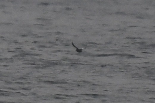 Guillemot colombin - ML638507803