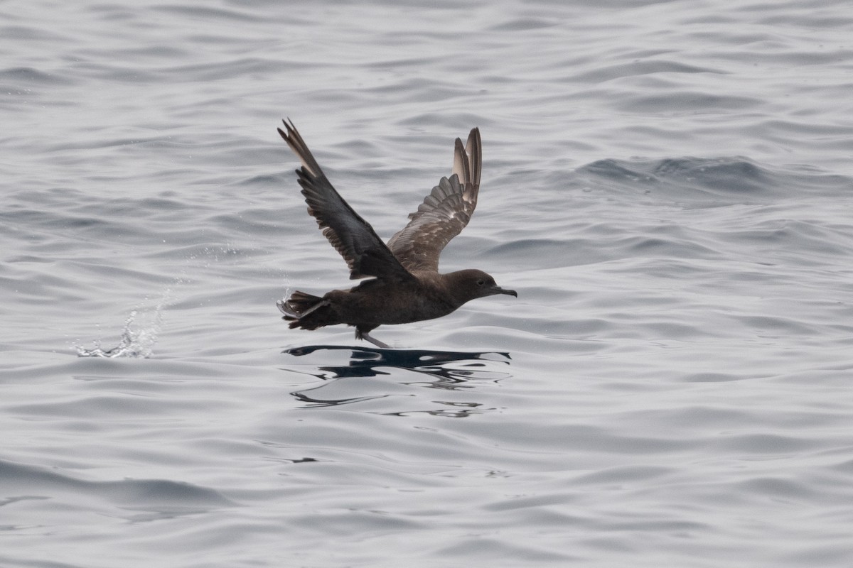 Puffin fuligineux - ML638507804