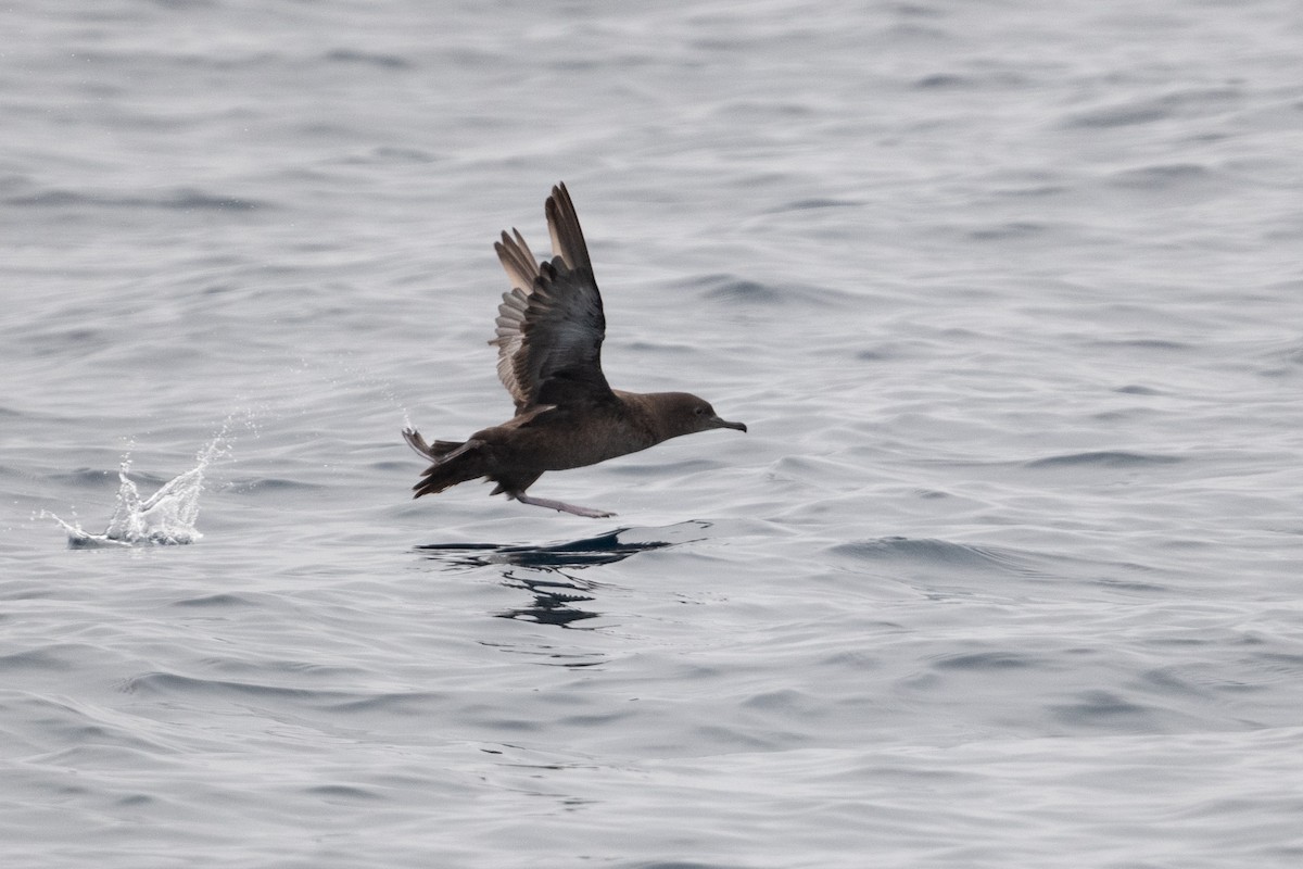 Puffin fuligineux - ML638507805