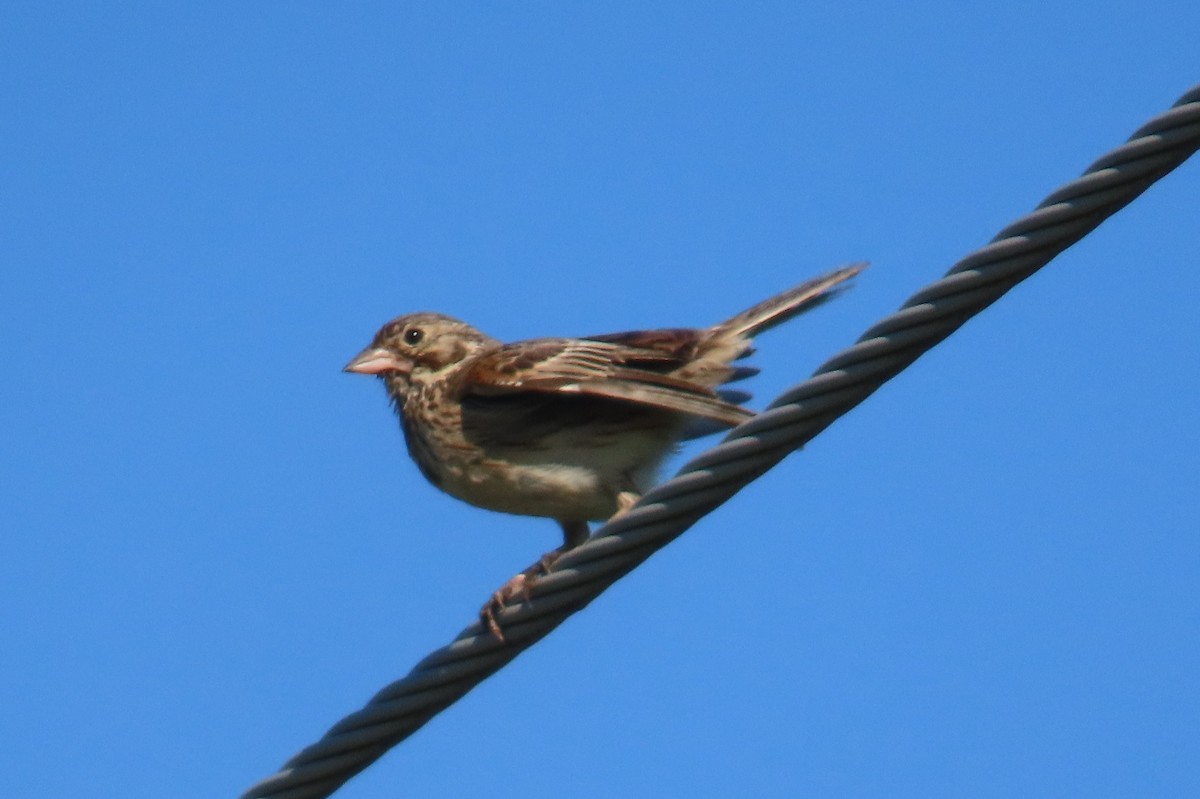 Vesper Sparrow - ML638507806