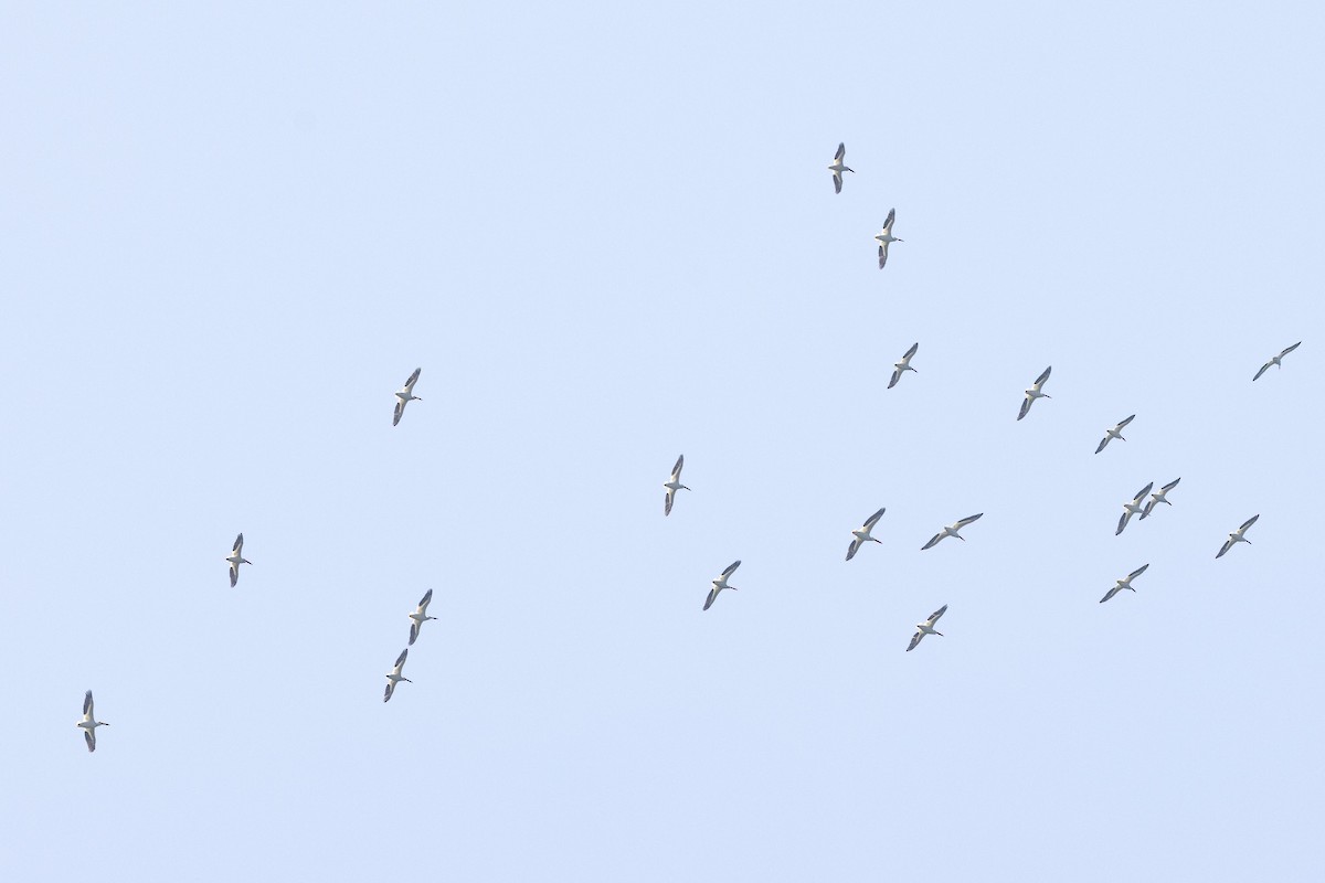 American White Pelican - ML638507808