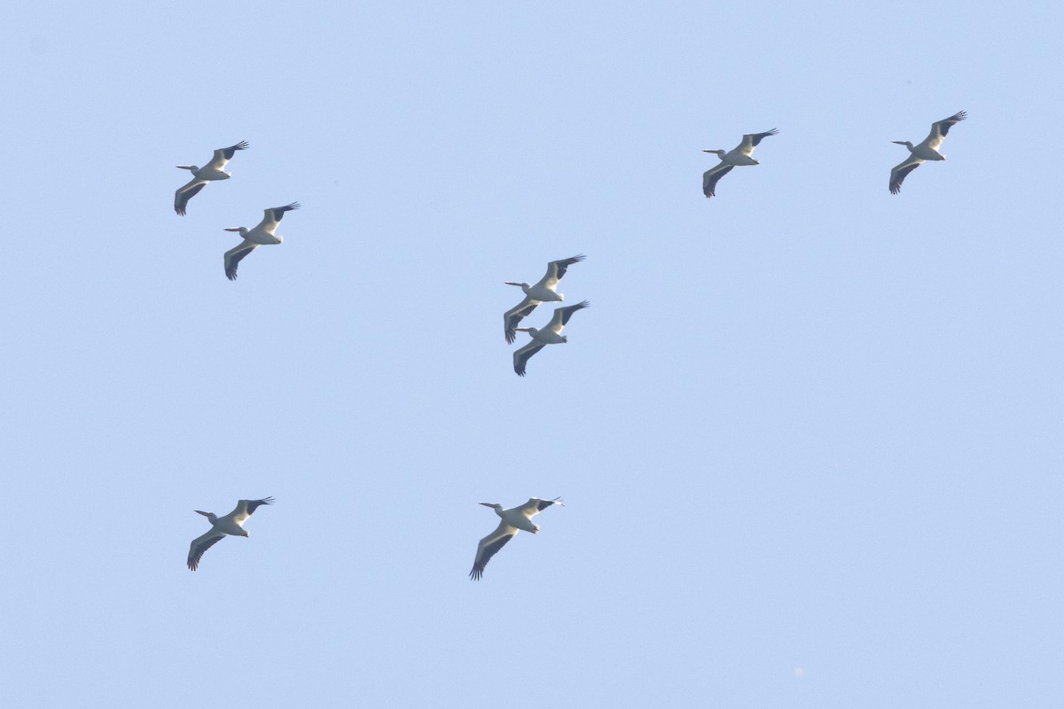 American White Pelican - ML638507809
