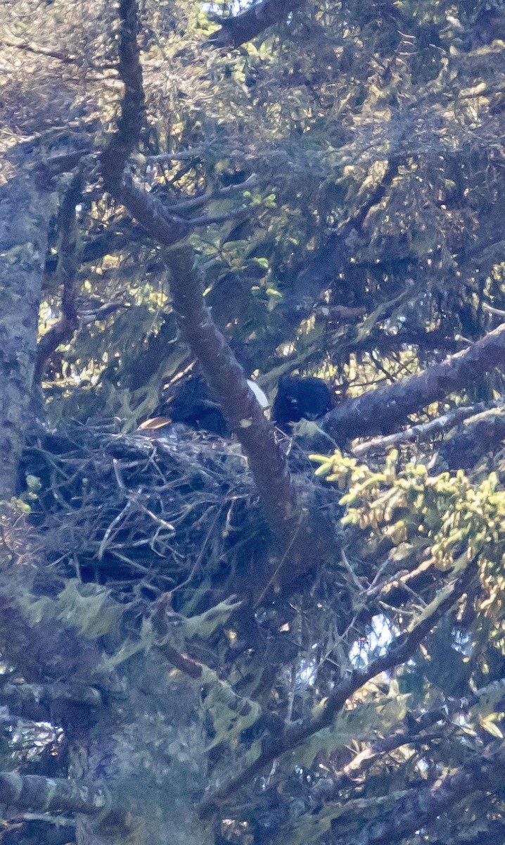 Bald Eagle - ML638507810