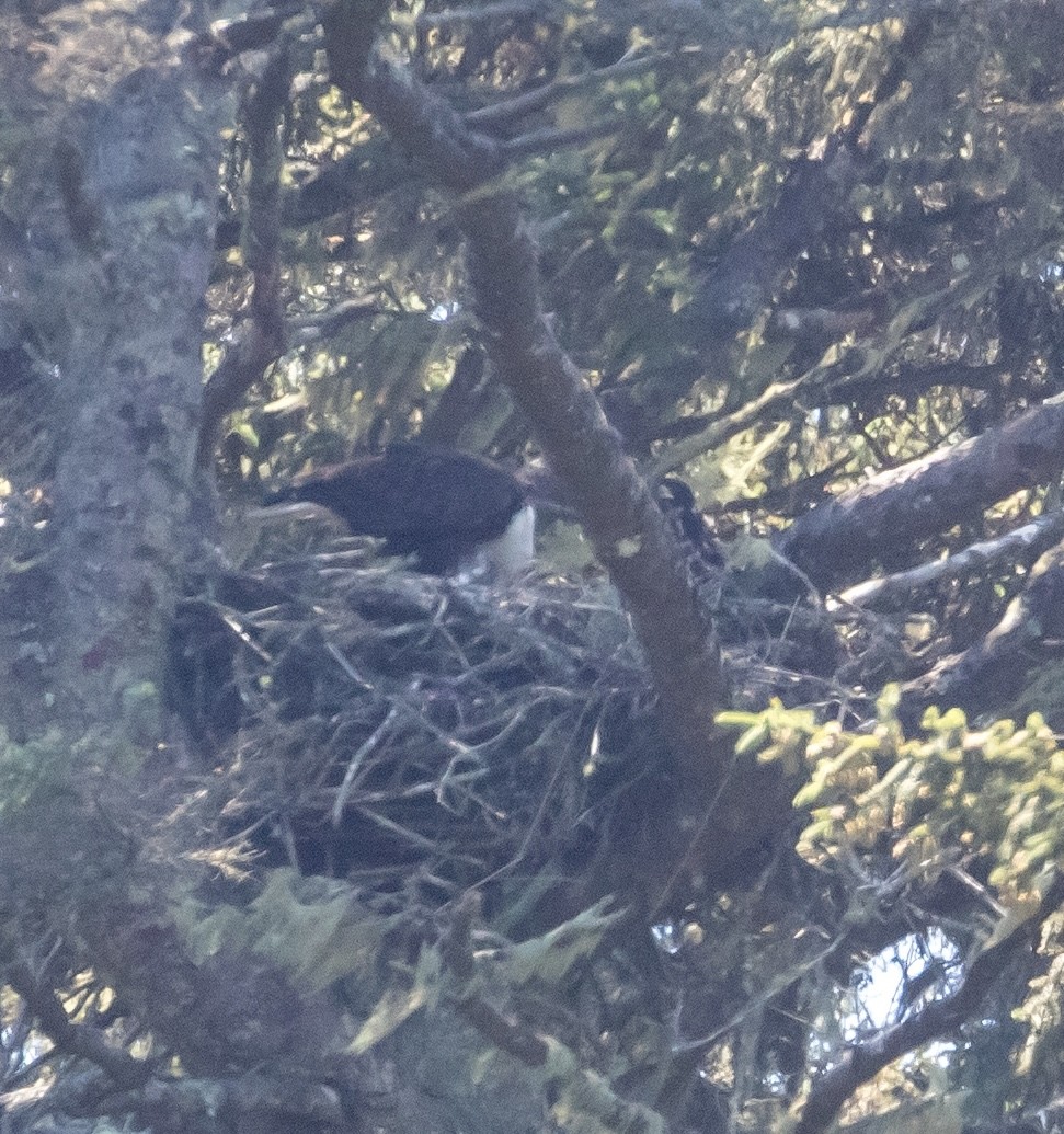 Bald Eagle - ML638507811