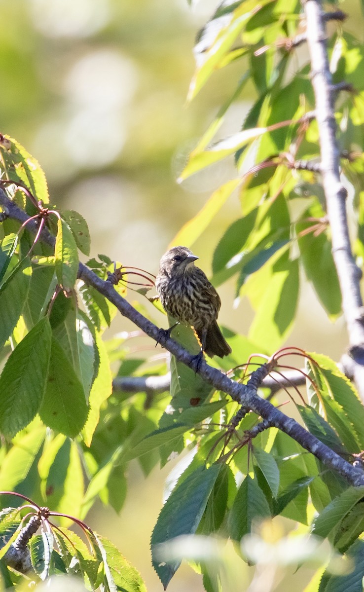 Red-winged Blackbird - ML638507814