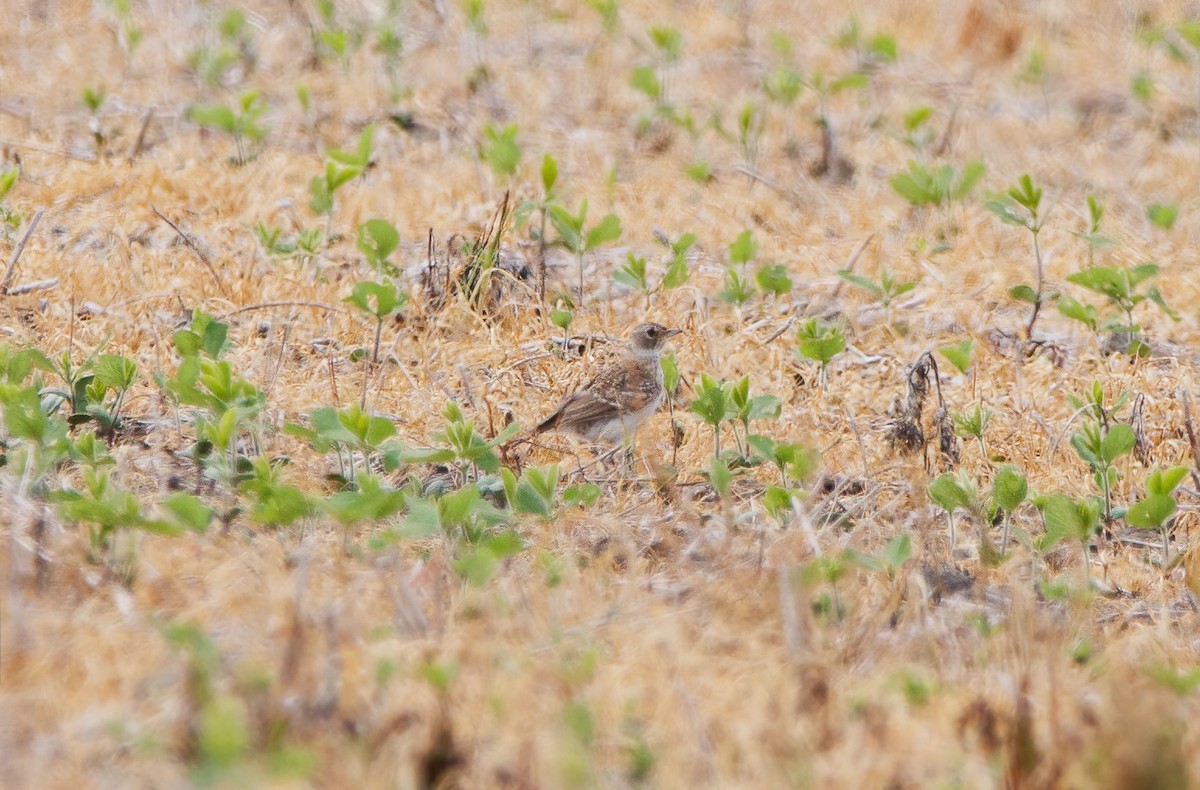Horned Lark - ML638507815