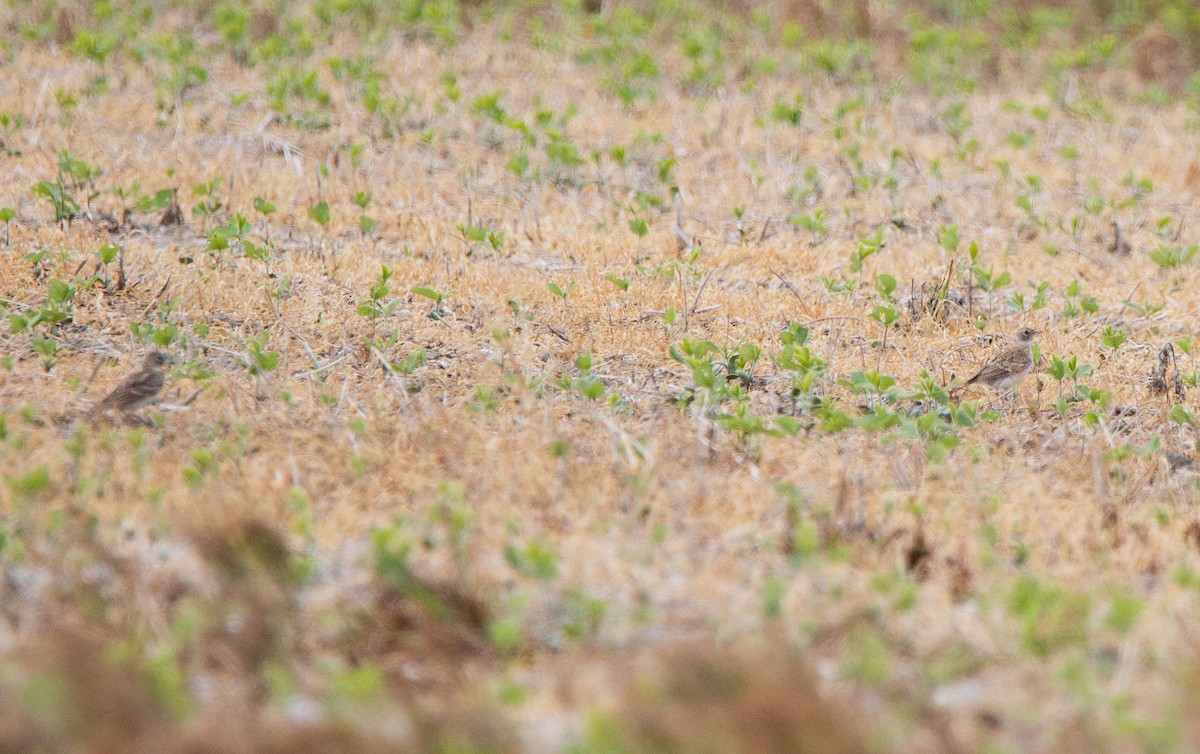 Horned Lark - ML638507816