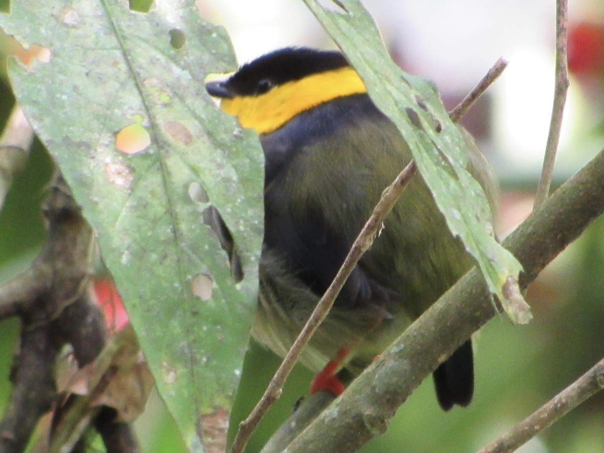 Golden-collared Manakin - ML638507826