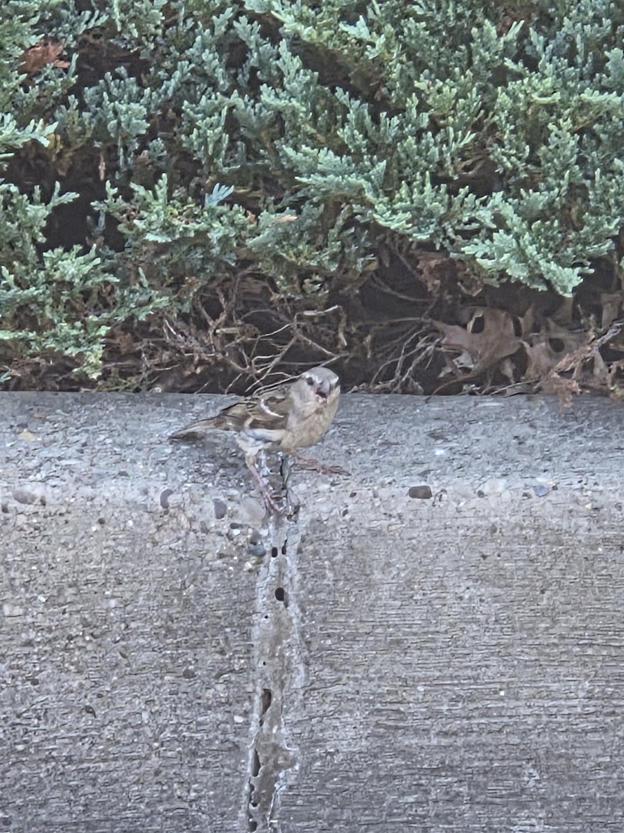 House Sparrow - ML638507831