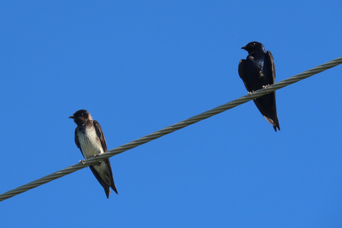 Purple Martin - ML638507832