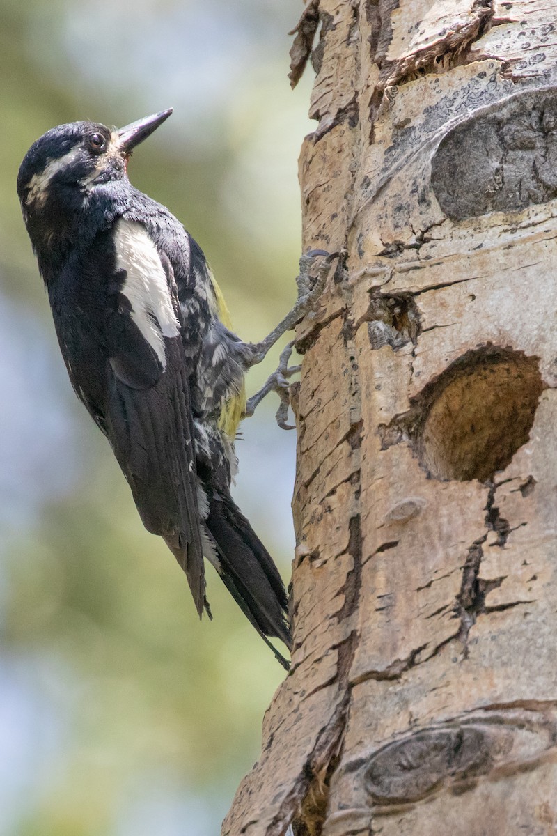 Williamson's Sapsucker - ML638507833
