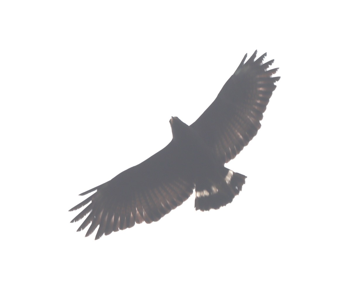 Common Black Hawk - ML638507834