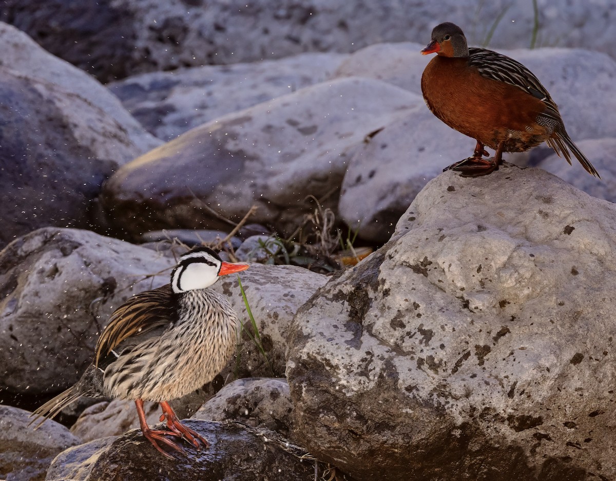 Torrent Duck - ML638507835