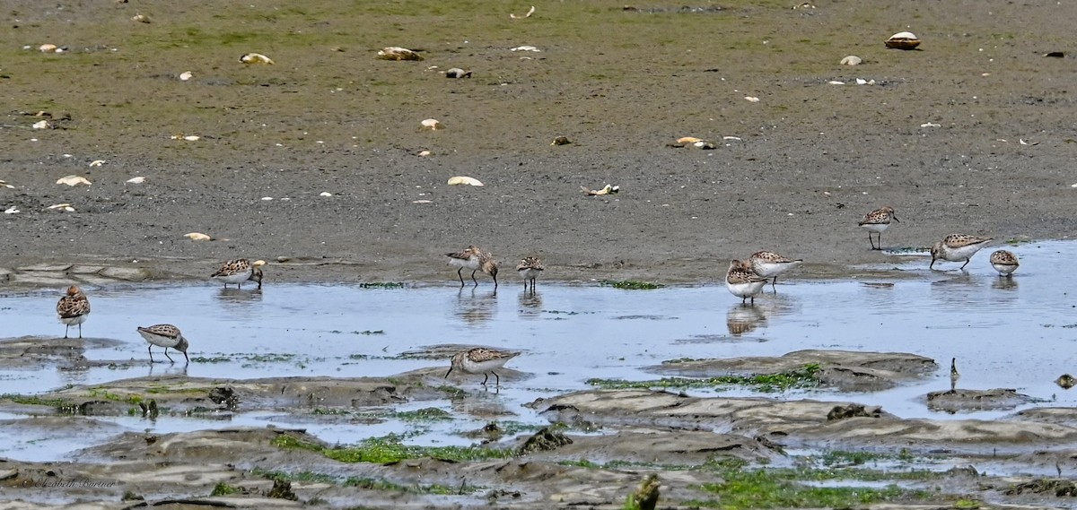 Western Sandpiper - ML638507837
