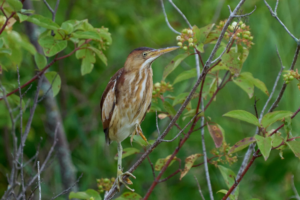 Least Bittern - ML638507839