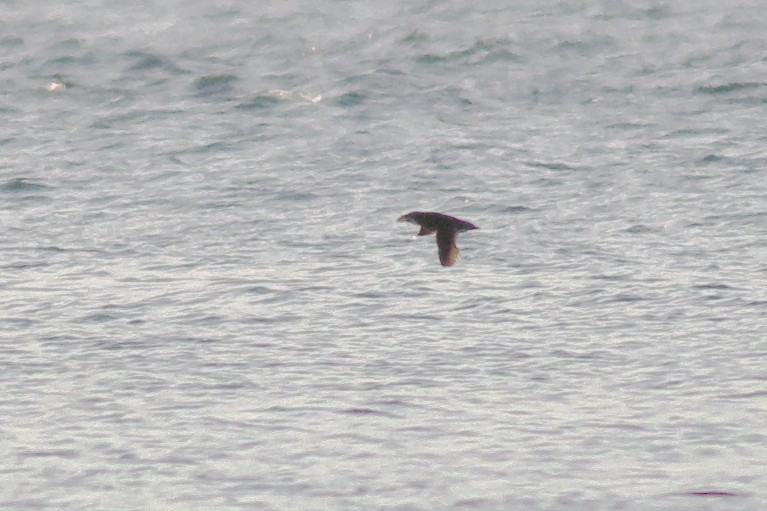 Rhinoceros Auklet - ML638507840